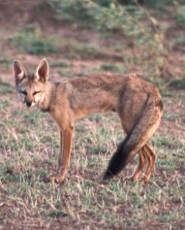 Bengal fox