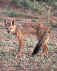 Bengal Fox