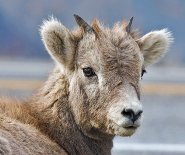 baby big horn sheep