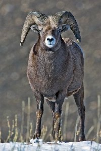 adult bighorn