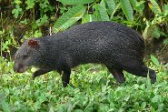 Black Agouti - Teeth Strong Enough to Open Brazil Nuts - pictures and facts