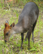 Black duiker