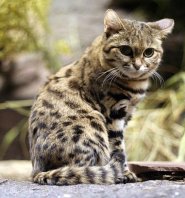 Black footed cat