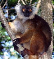 Black lemur