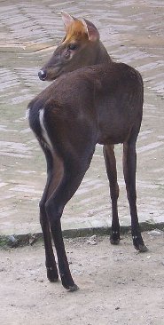 Black muntjac