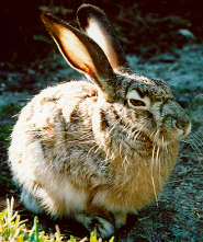 baby black tailed jackrabbit