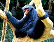 Black spider monkey