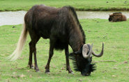 Black wildebeest