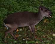 Blue duiker