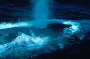 Blue whale bow