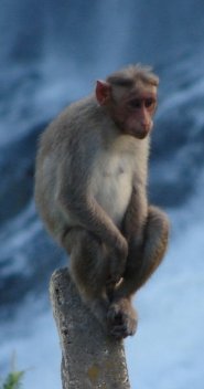 Bonnet macaque