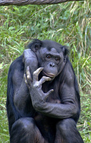 The Bonobo - The Most Sexual Active Apes on Earth - pictures and facts