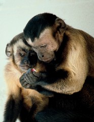 Brown capuchin