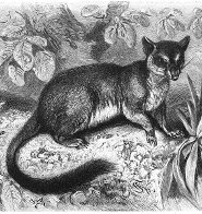 Brush-tailed phascogale