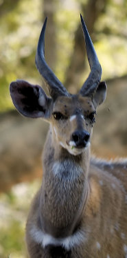 Bushbuck