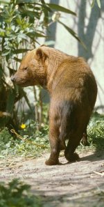 Bush dog 