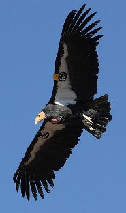 California condor