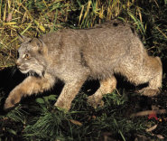 Canadian lynx