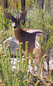 Cape grysbok