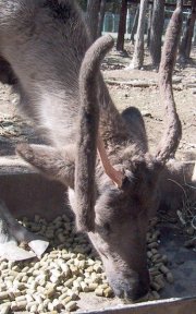 Caribou losing velvet on one of its antlers