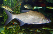 Carp bream