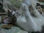 Cat drinks milk