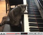 cat plays piano