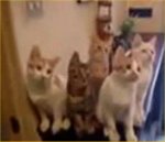 Cats watching tennis