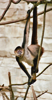 Central American Spider Monkey