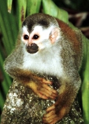 Central American squirrel monkey