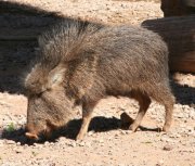 Chacoan peccary