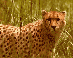 fastest land mammal