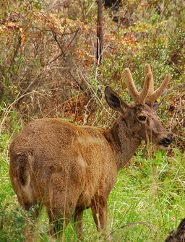 Chilean guemal - Chile's endangered national symbol - pictures and facts