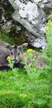 Chinese Goral