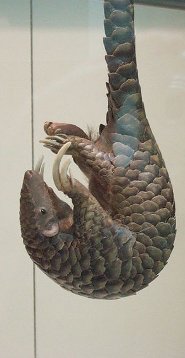 Chinese pangolin