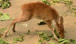 Chinese water deer