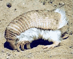 Pink fairy armadillo