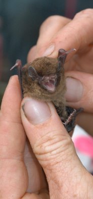 Chocolate wattled bat