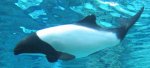 Commersons dolphin