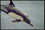 Common dolphin