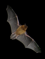 Common pipistrelle