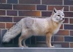 Corsac fox