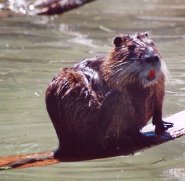 Coypu