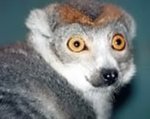 Crowned lemur