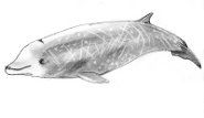 Cuvier's beaked whale