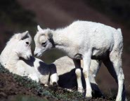 Dall's sheep