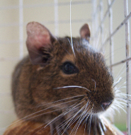 Degu