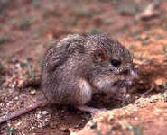 Desert pocket mouse