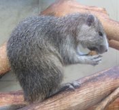 Desmarests Hutia