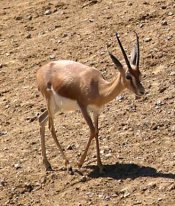 Dorcas gazelle - pictures and facts